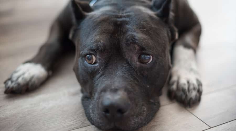 Anxious Pitbull on Ground