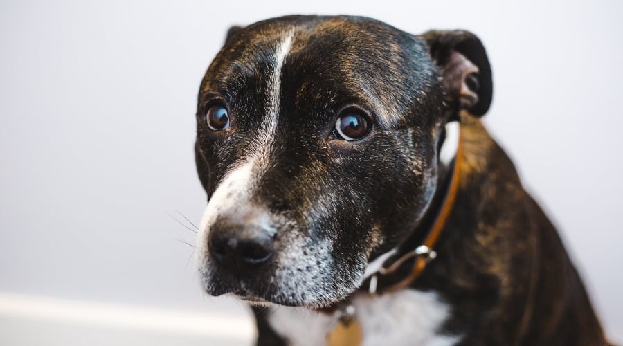 Anxious Terrier Dog