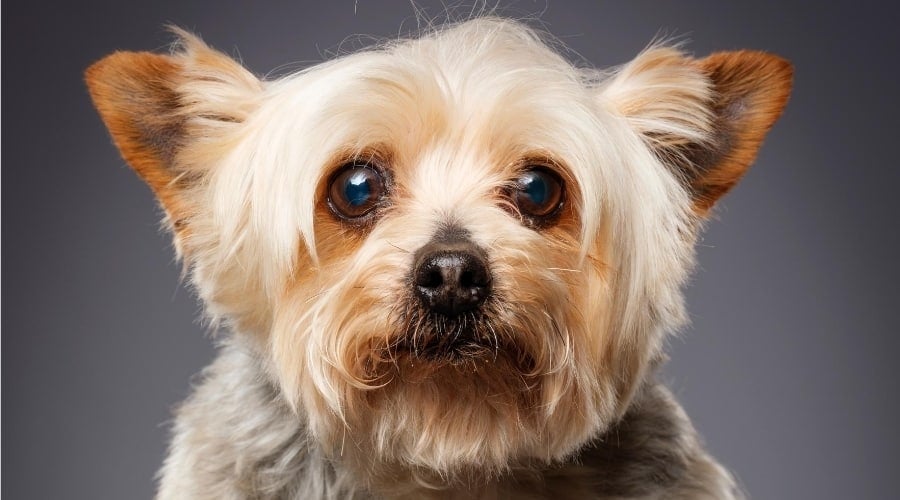 Anxious Yorkie