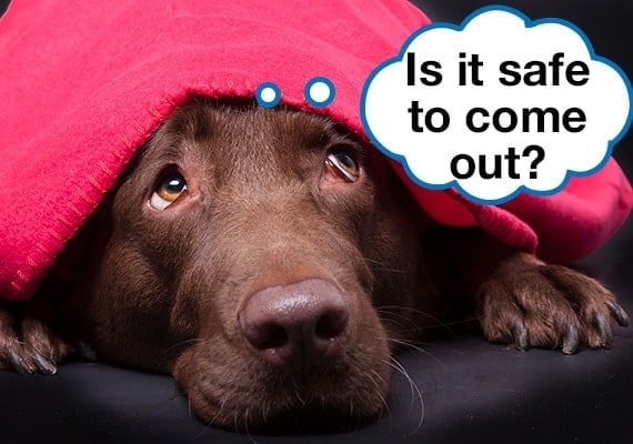 Anxious dog hiding underneath a blanket during thunderstorm