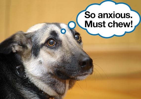 Anxious dog thinking about chewing
