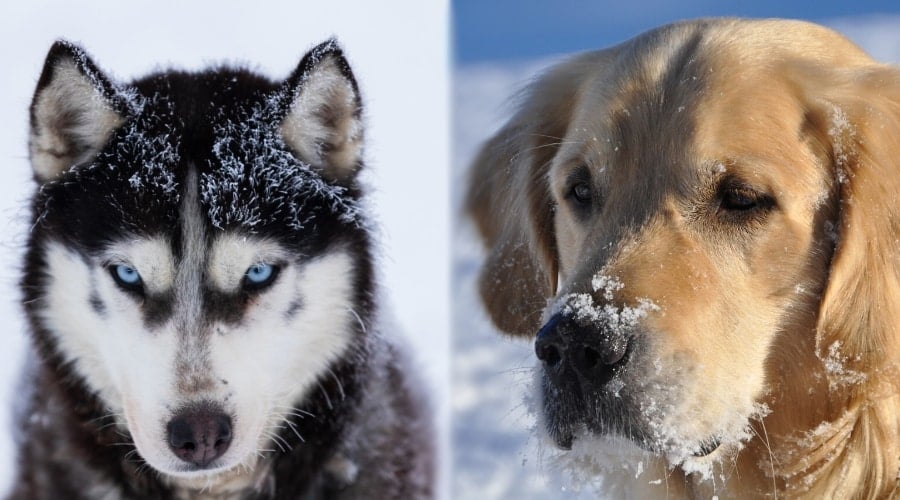 Appearance Differences Siberian Husky Golden Retriever