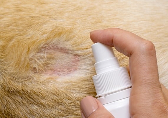 Applying anti-chew spray directly to the hot spot of a dog
