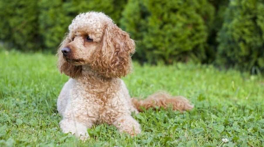 Apricot Dog With Curly Hair