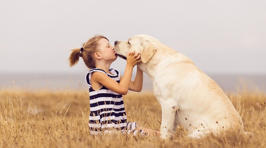Little girl kissing a white Labrador.