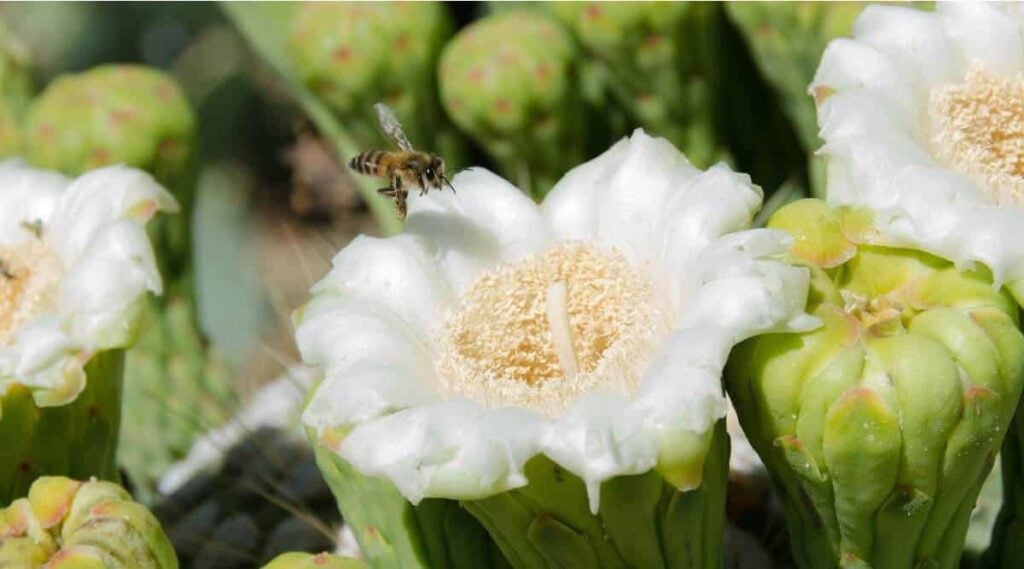 Saguaro Cactus Blossom