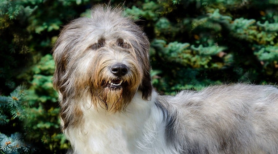 Armant Dog