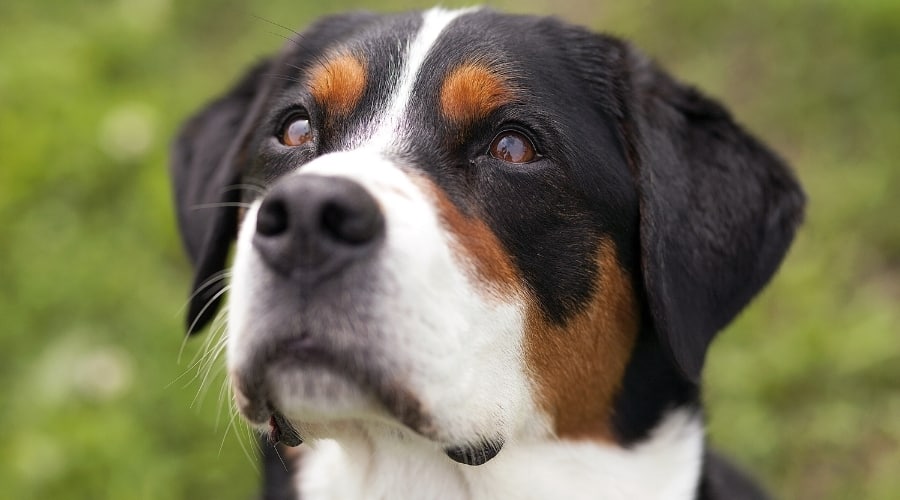 Attentive Dog in Training