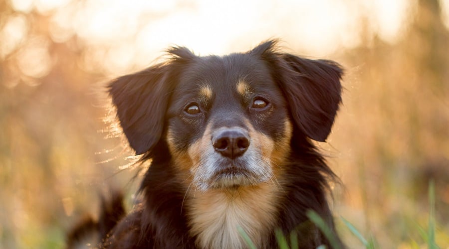 Aussie Bernese Mix
