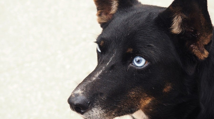 Aussie Blue Heeler Coat
