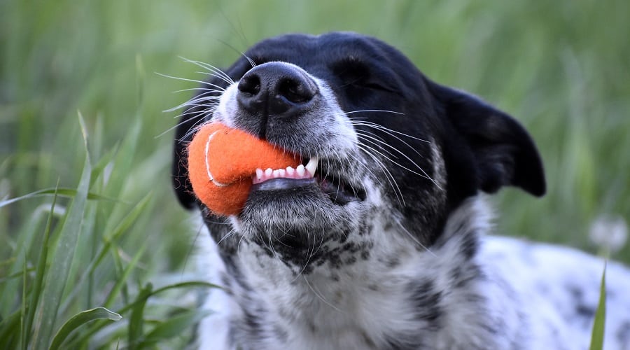 Aussie Blue Heeler Mix