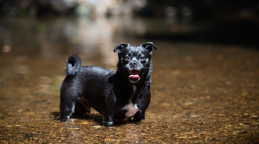 Aussie Bulldog Mix