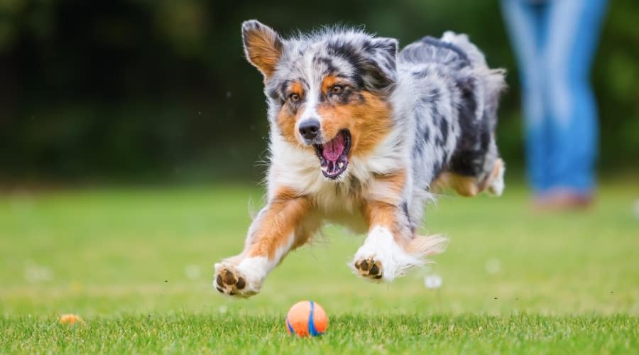 Aussie Chasing Ball