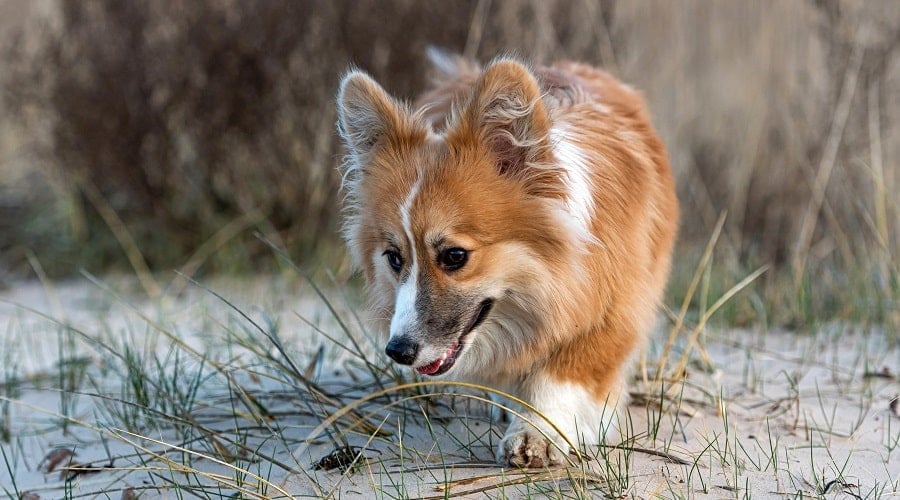 Aussie Corgi Mix Breed Exercise Needs