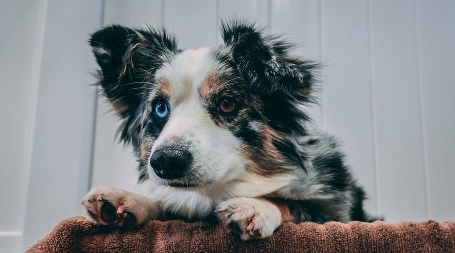 Aussie Corgi Mix Laying Down