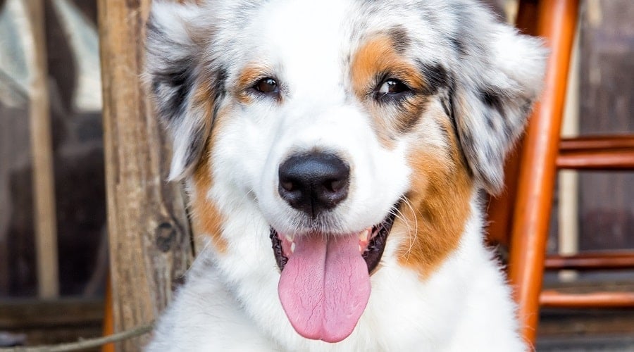 Aussie Corgi Mix Puppy