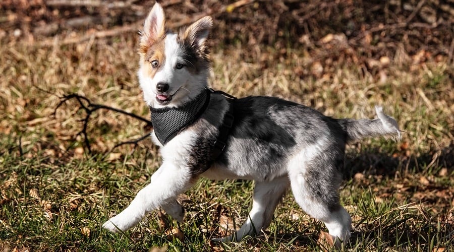 Aussie Corgi Nutrition Needs