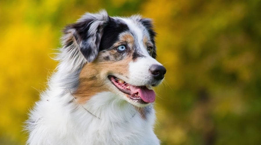 Aussie Family Companion Dog