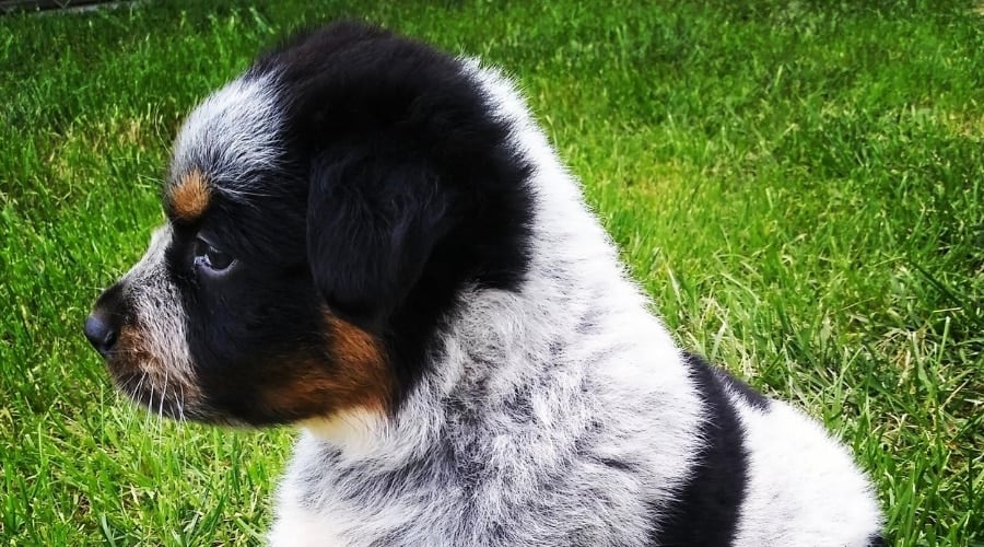 Aussie Heeler Mix Puppy