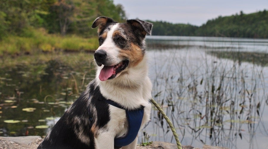 Aussie Heeler Training Needs