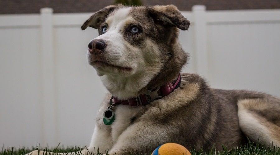 Aussie Husky Health
