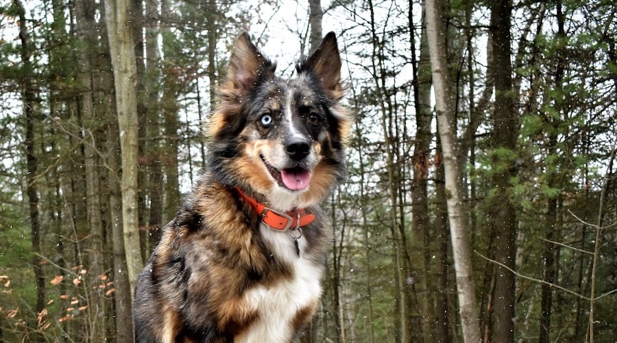 Aussie Husky Mix Breed on Tree Stump