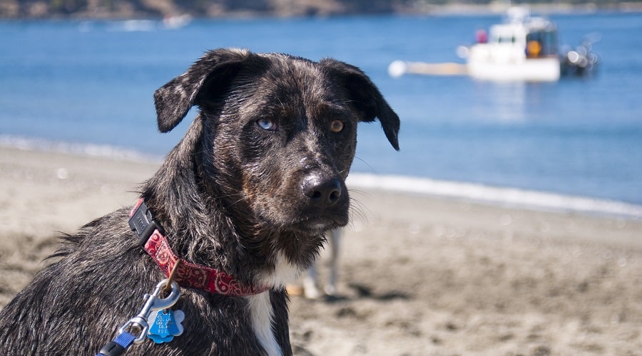 Aussie Lab Mix Coat and Colors