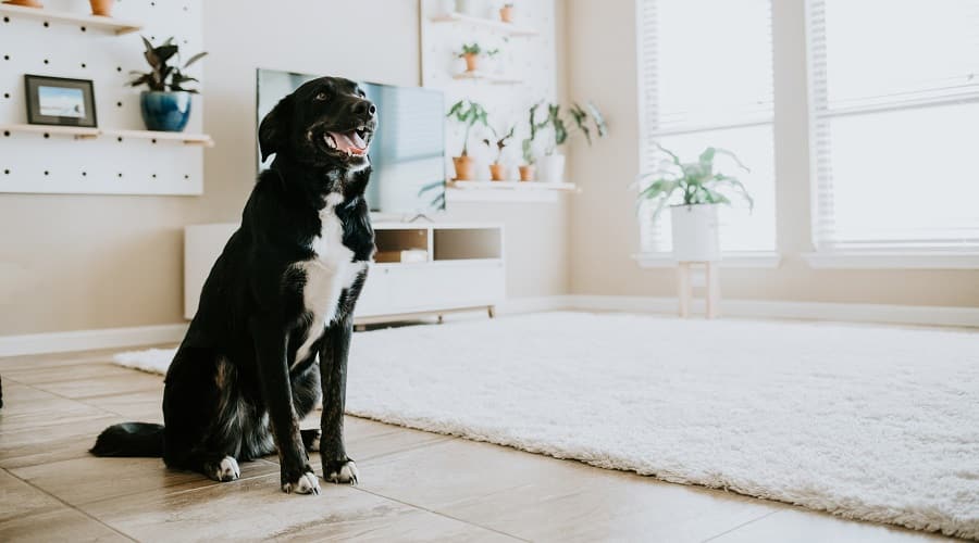 Aussie Lab Mix Training