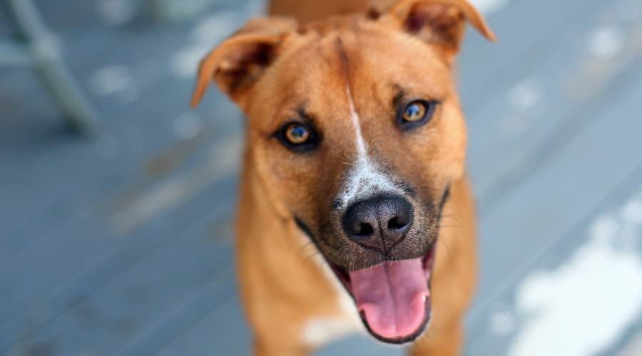 Aussie Pitbull