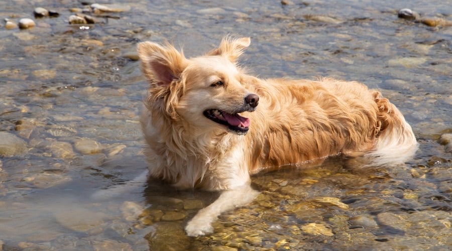 Aussie Retreiver Exercising Outdoors