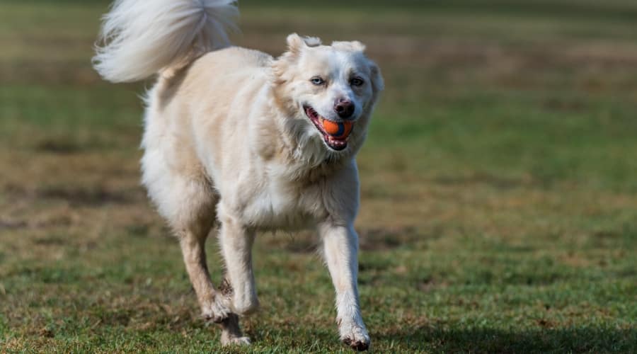 Aussie Retriever Mix