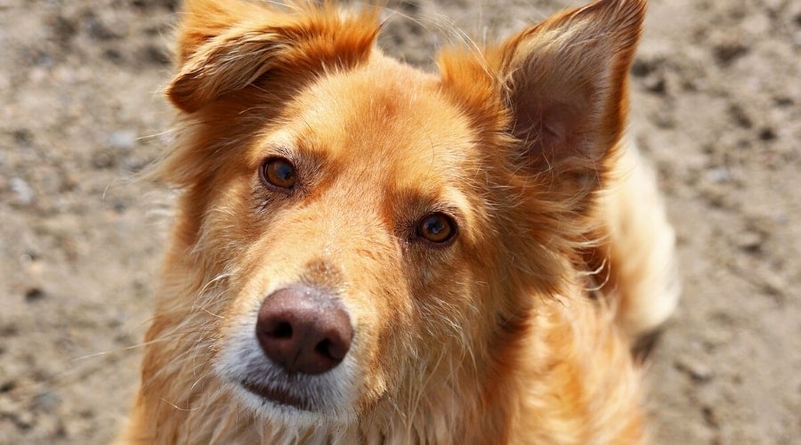 Aussie Retriever