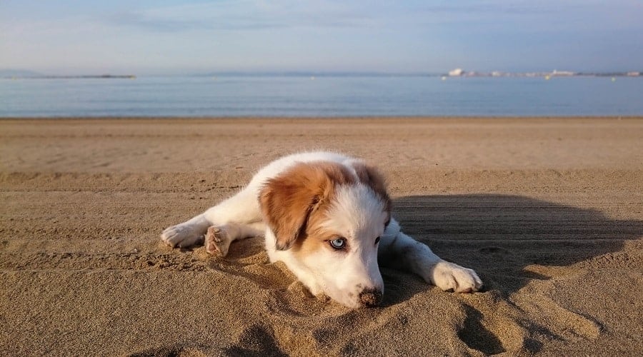 Aussie Siberian