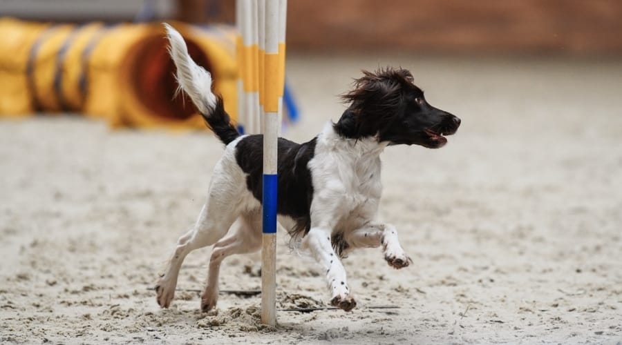 Aussie Springer doing agility course