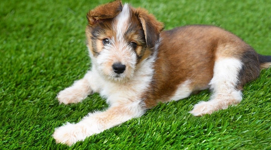 Aussie Tzu