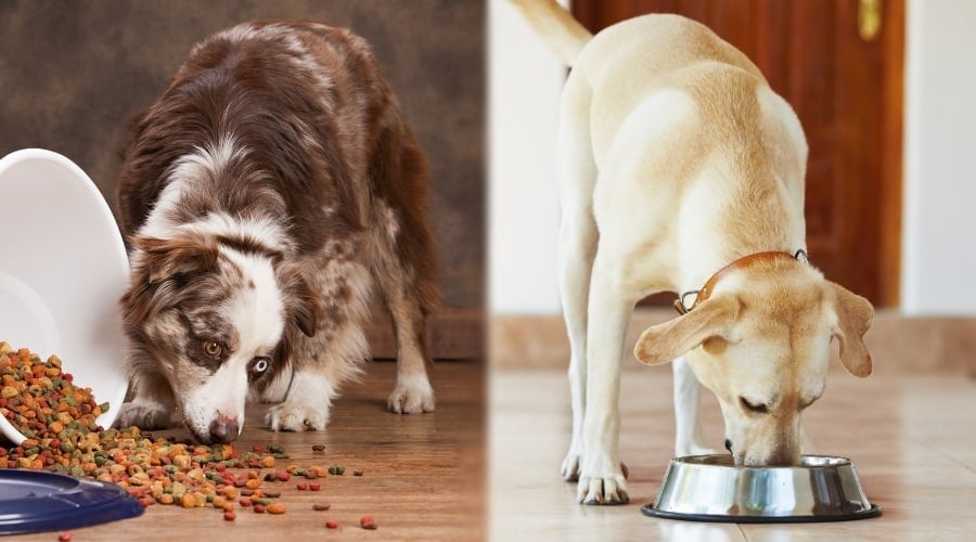 Aussie and Lab Eating Dog Food