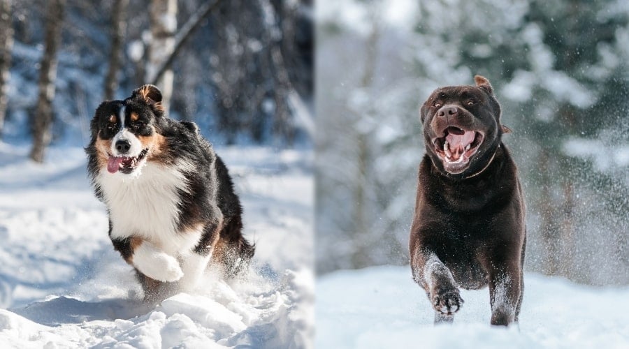 Aussie and Labrador Playing Outside