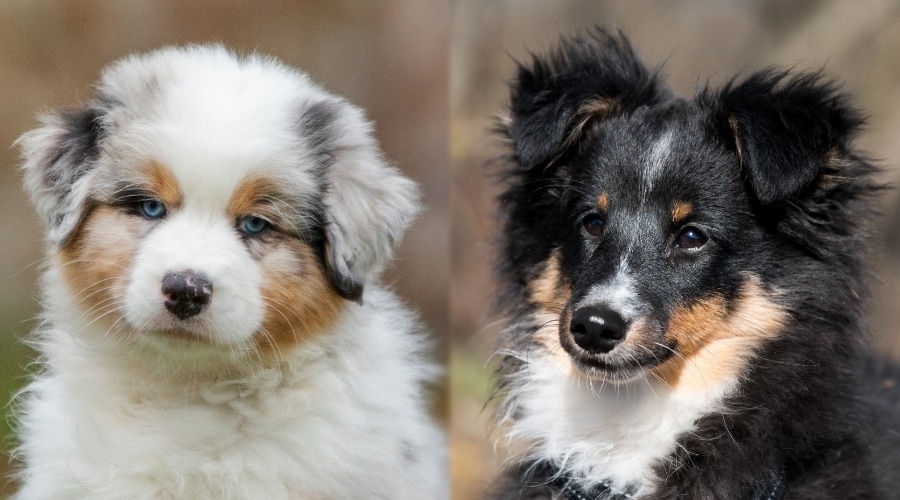 Aussie and Sheltie Puppies