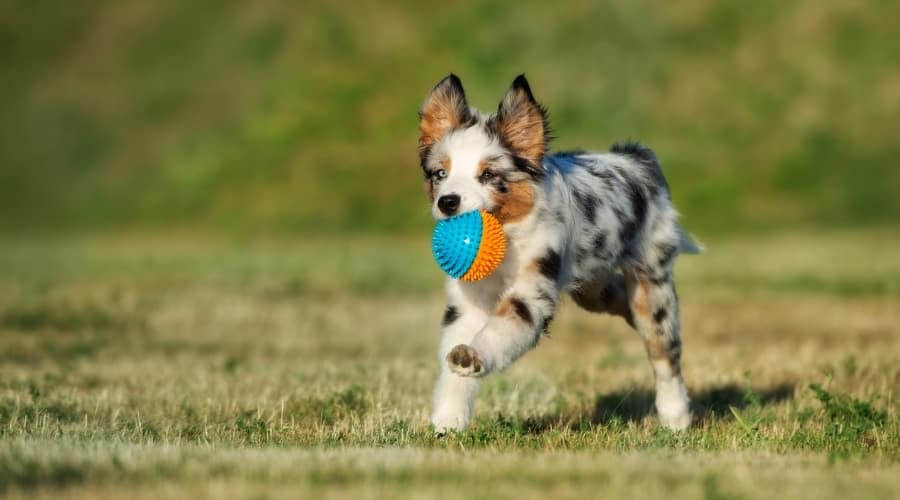 Aussie with Rubber Ball