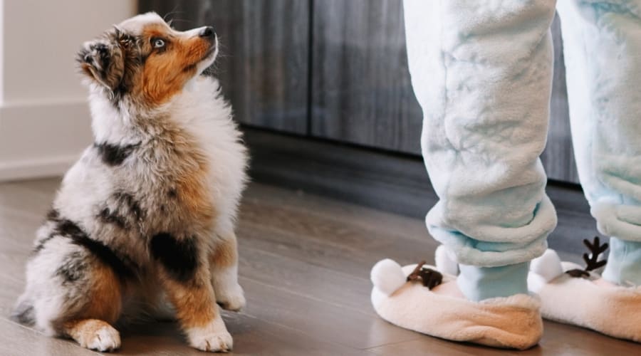 Aussie puppy sitting next to owner's feet
