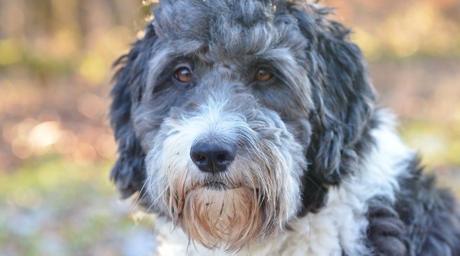 Aussiedoodle - Australian Shepherd Poodle Mix - Aussiepoo