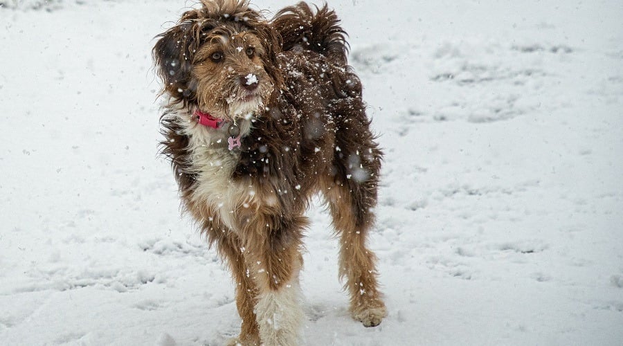 Aussiedoodle Mix