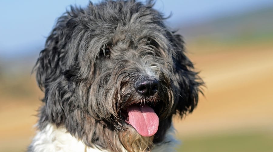 Aussiedoodle Outdoors