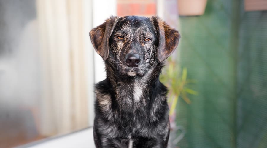 Aussiedor Mix Puppy