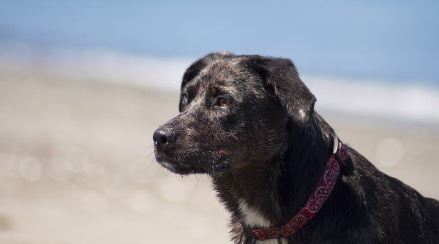 Aussiedor Mixed Breed Pup