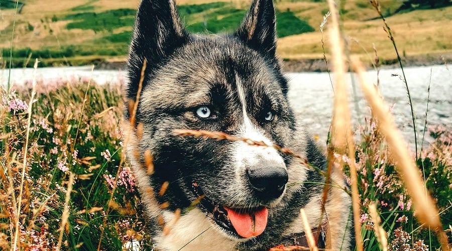 Aussiekita