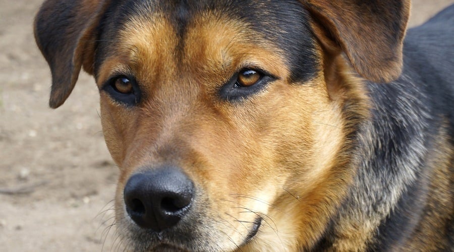 Aussierottie