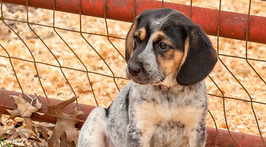 Australian Shepherd Beagle Mix
