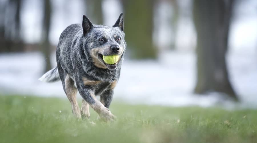 Australian Cattle Dog Exercising
