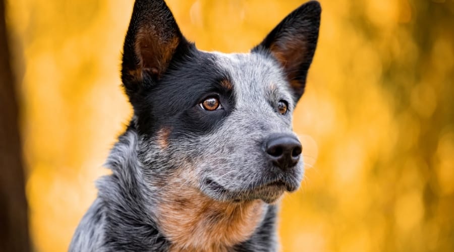 Australian Cattle Dog Outdoors